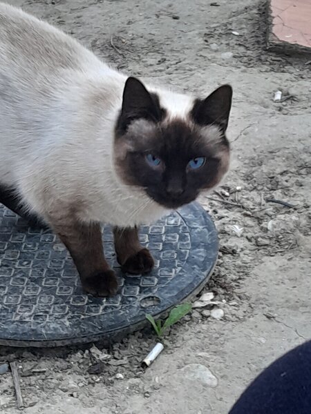 Pisica de vanzare rasa siameza