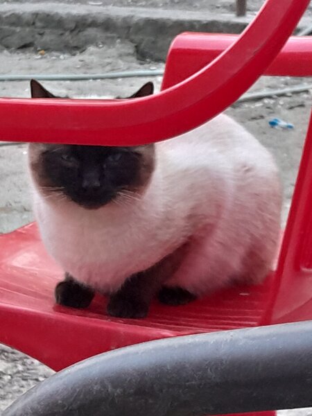 Pisica de vanzare rasa siameza