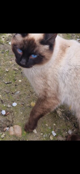 Pisica de vanzare rasa siameza