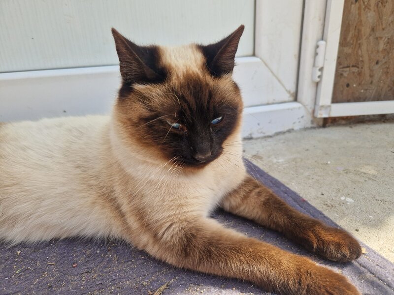 Pisica de vanzare rasa siameza