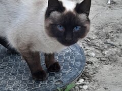 Pisica de vanzare rasa siameza