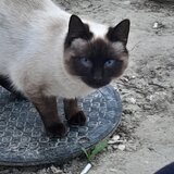 Pisica de vanzare rasa siameza